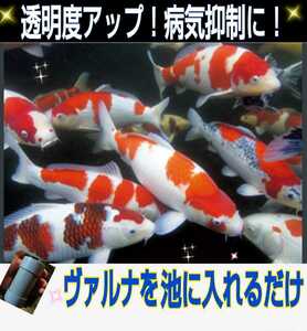 池の水がきれいになります【ヴァルナ池用】病原菌や感染症など有害物質を強力抑制！透明度が抜群に！池に入れるだけ！５００トン浄化します