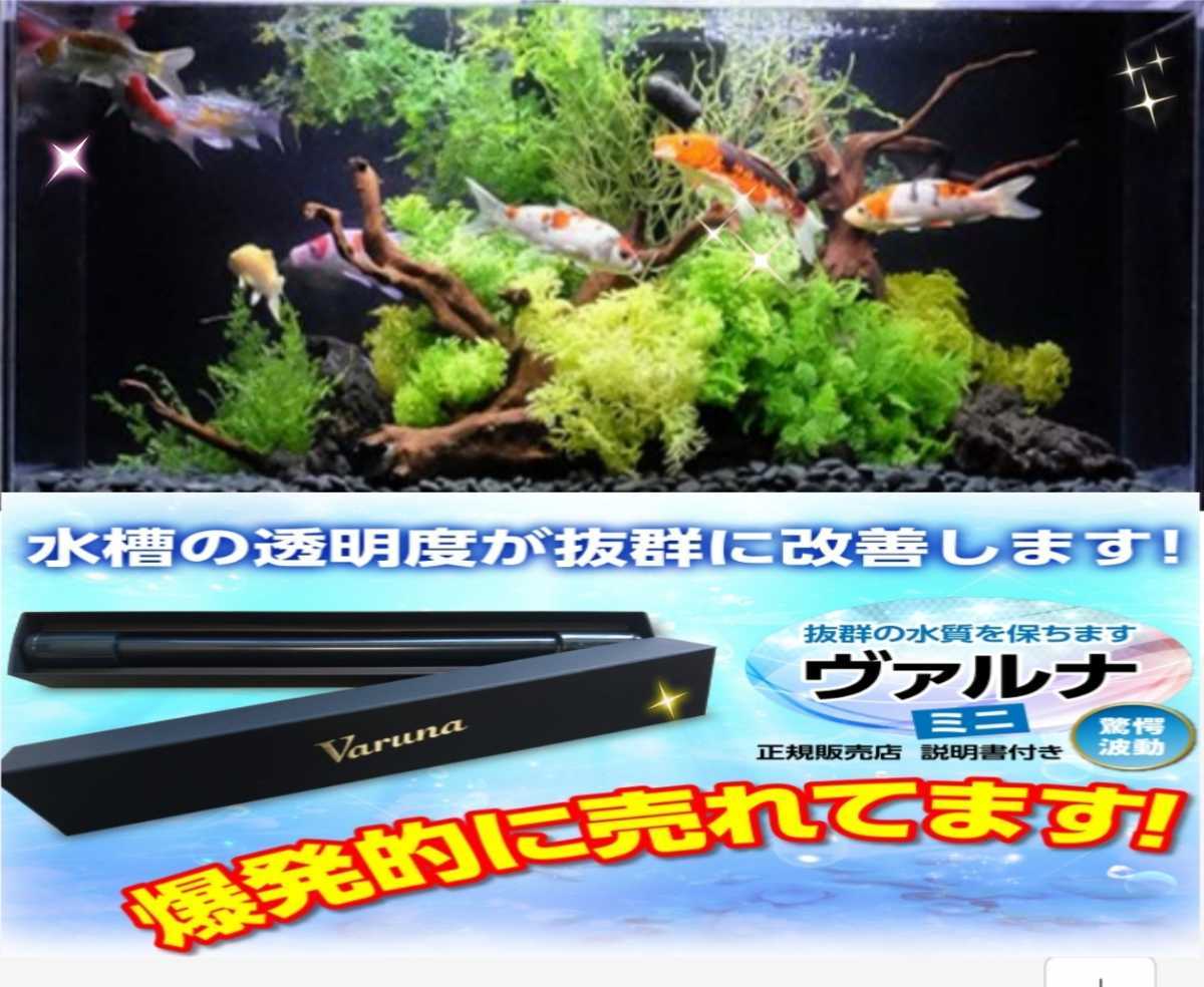 【激安大特価!】 水槽の水が綺麗になります【ヴァルナ23センチ ...