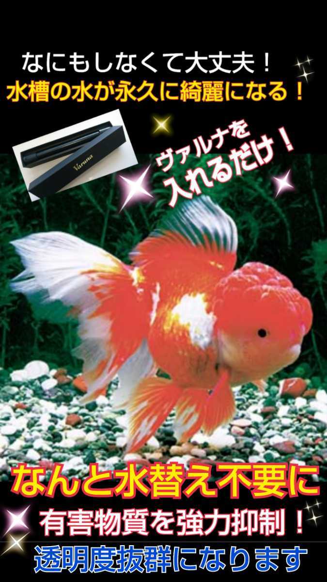 お気に入り】 ヴァルナミニ 23センチ 水槽の透明度が抜群に!有害物質