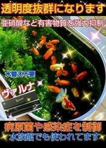 水槽の水質改善に！【ヴァルナミニ23センチ】有害物質を強力抑制！病原菌や感染症を防ぎ透明度が抜群に☆水槽に入れるだけ☆水替え不要に！