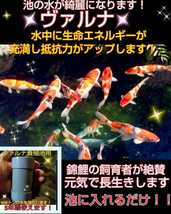 錦鯉の病気がなくなります【ヴァルナ池用】病原菌や感染症など有害物質を強力抑制☆透明度が抜群に！池に入れるだけで５００トン浄化します_画像1