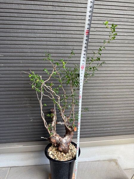 コミフォラ モンストローサ 大株 太株 美樹形 塊根植物