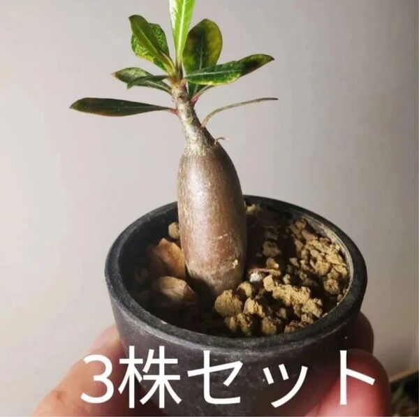 アデニウム オベスム 実生3株セット