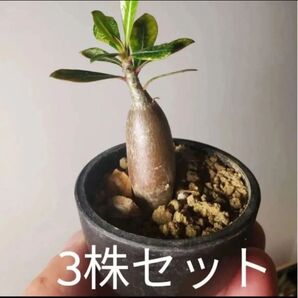アデニウム オベスム 3株セット