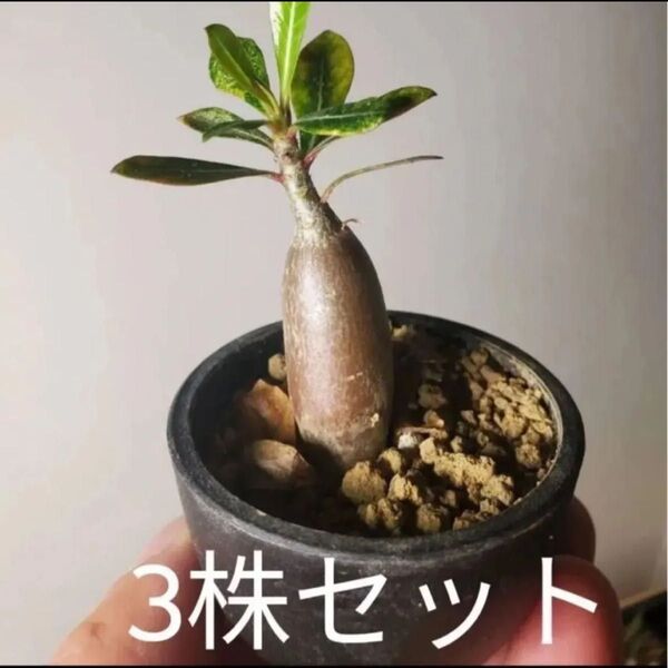 アデニウム オベスム 3株セット 実生