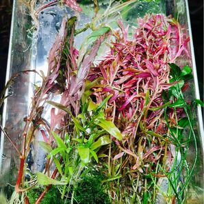 水草セット