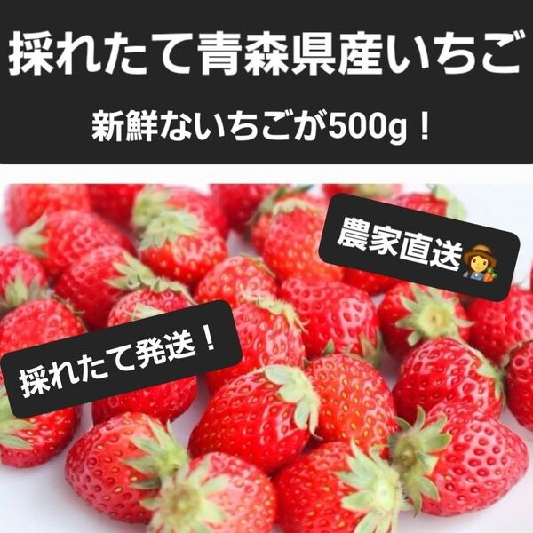 【農家直送!!】青森県産いちご500g 採れたて発送