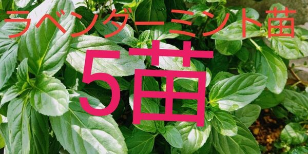 ラベンダーミント苗5苗