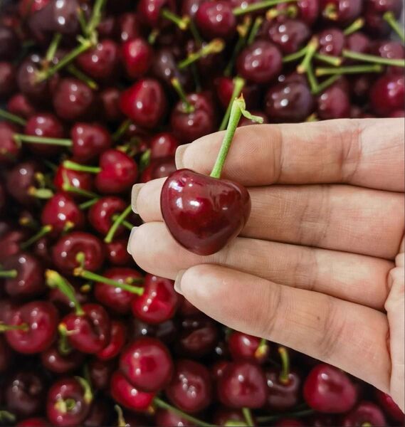 シーズン初入荷〜アメリカンチェリー さくらんぼ チェリー 500g