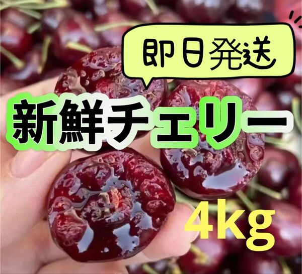 シーズン初入荷〜アメリカンチェリー さくらんぼ チェリー 4kg