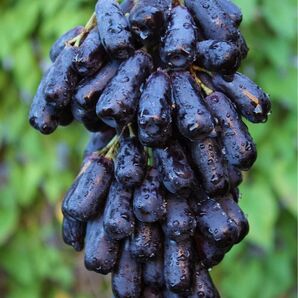 スイートサファイア オーストラリア産 幻の葡萄 黒葡萄 箱込み2kg