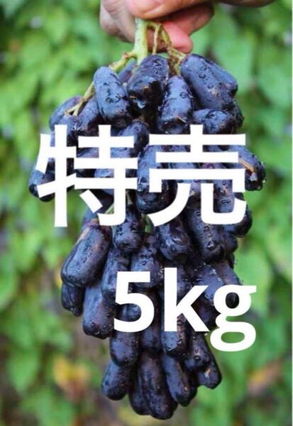 スイートサファイア オーストラリア産 幻の葡萄 黒葡萄 箱込み5kg