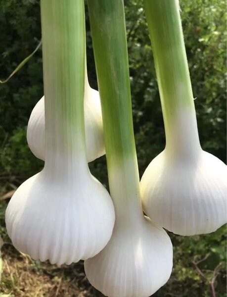 無添加 無農薬 生ニンニク にんにく 大蒜 1kg