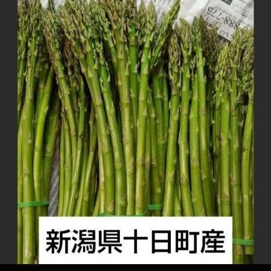 【数量限定】新潟県十日町産 出始めのアスパラ 500g②