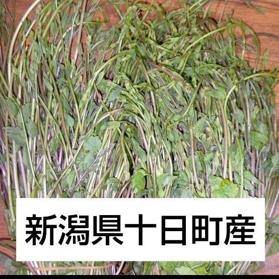 天然山菜 ! 木の芽【アケビの新芽 】300g 農家直送