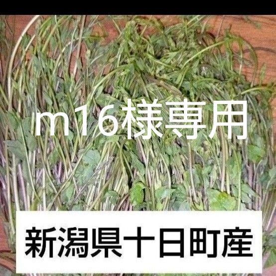【数量限定】魚沼産 雪解け天然木の芽 600g