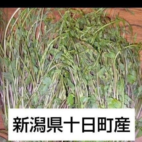 天然山菜 ! 木の芽【アケビの新芽 】300g 農家直送