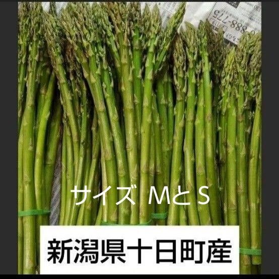 【数量限定】新潟県十日町産 アスパラ 500g