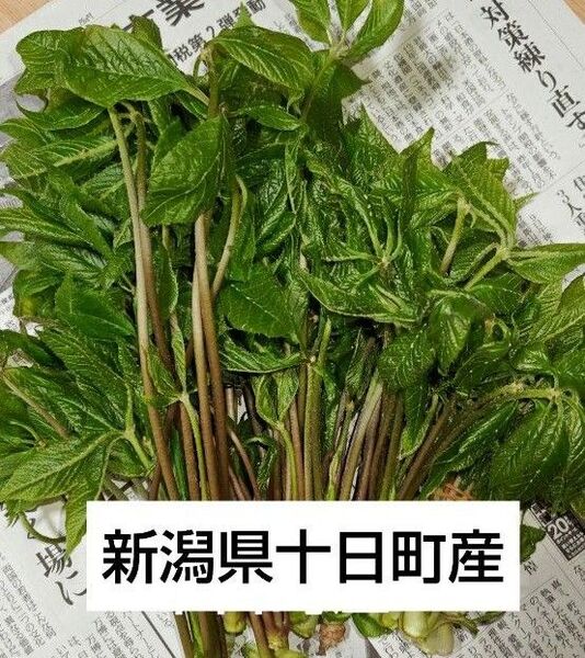 新潟県十日町産のコシアブラ 150g