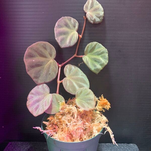 青光ベゴ☆Begonia sp.Sarawak◯ベゴニア sp.サラワク