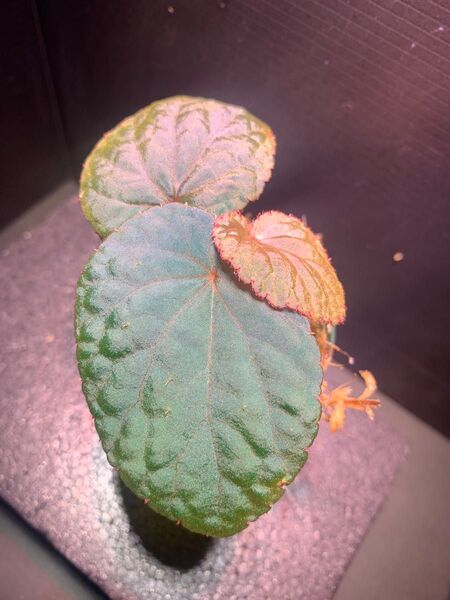 ベゴニア sp.バッカン(Begonia sp.Bac Kan)