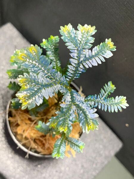 Selaginella sp.TYPE BLACK◯セラギネラ sp.タイプ ブラック