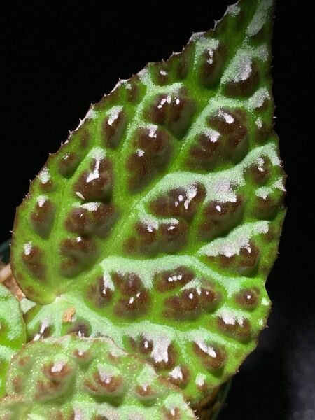 Begonia dracopelta◯ベゴニア ドラコペルタ 2