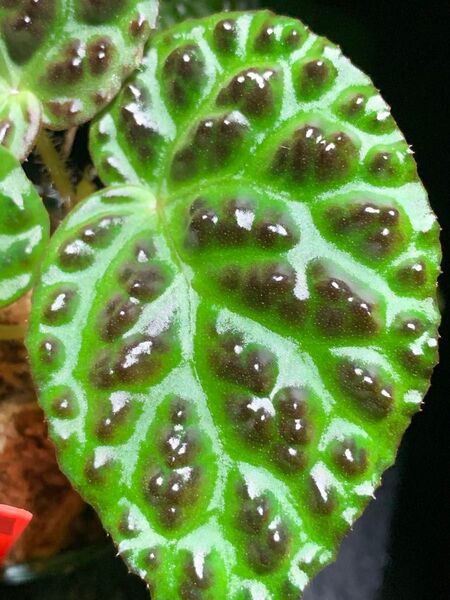 Begonia dracopelta◯ベゴニア ドラコペルタ 3