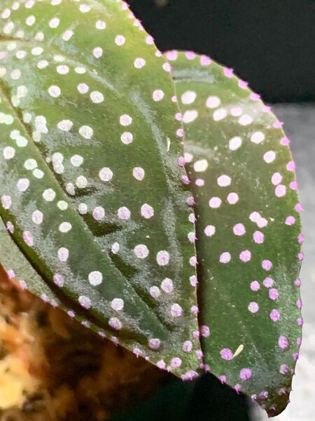 Sonerila sp.Matang◯ソネリラsp.マタン