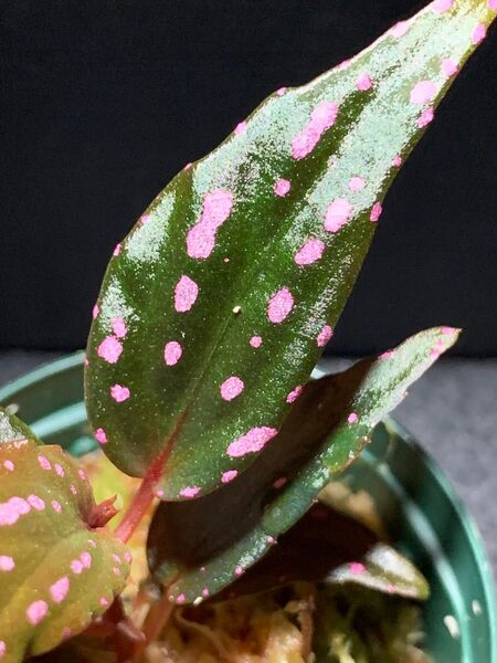 Begonia sp. 'Menukung" Melawi Kal-barat◯ベゴニア sp.メヌクンムラウィ