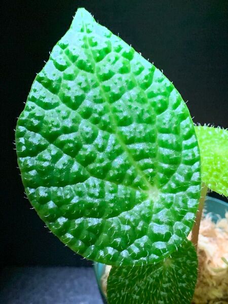 Begonia staudtii◯ベゴニア スタウティイ