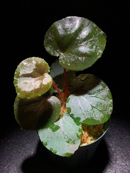 Begonia metachroa◯ベゴニア メタクロア