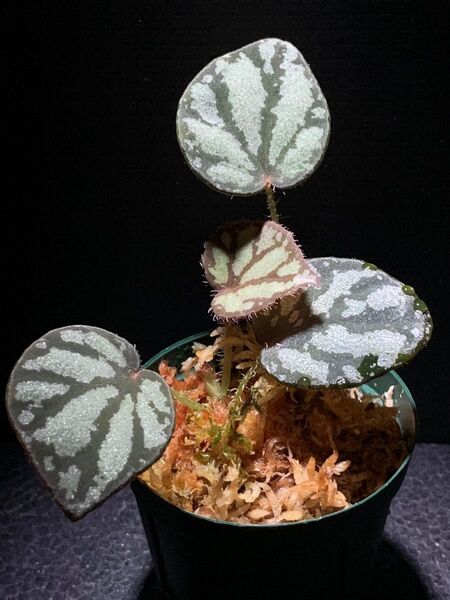 Begonia luzonensis◯ベゴニア ルゾネンシス