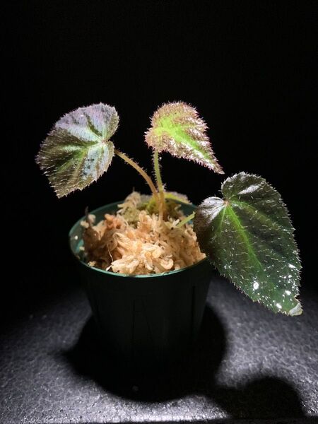 Begonia sp.Sumatera Utara◯ベゴニア sp.スマトラ ウタラ