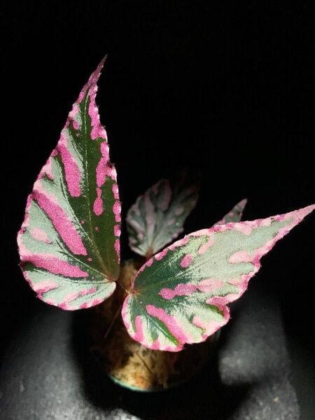 Begonia sp.Julau◯ベゴニアsp.ジュラウ ぼっち株