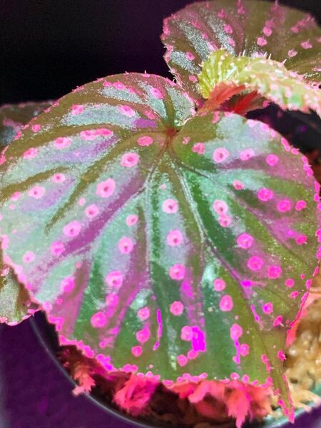 Begonia sp.Saripoi◯ベゴニアsp.サリポイ