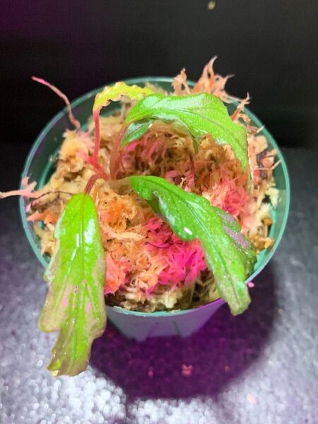 Begonia henrilaportei◯ベゴニア ヘンリラポルティ