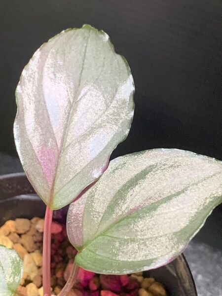 Homalomena sp.Platinum Velvet◯ホマロメナsp.プラチナベルベット【KN】No.
