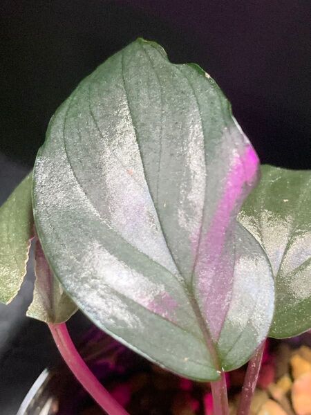 Homalomena sp.Platinum Velvet◯ホマロメナsp.プラチナベルベット【KN】No.4