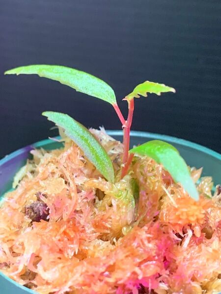 Begonia xiphophylla◯ベゴニア クシフォフィラ