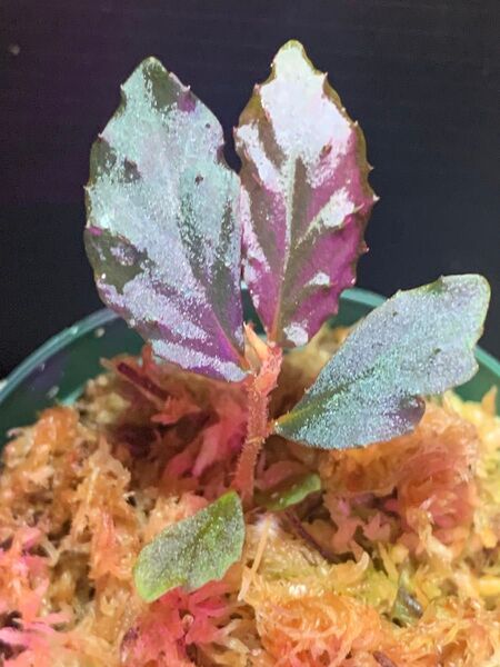 珍ベゴ!仔株◯Begonia sp.Gn,Saran◯ベゴニア sp.Gn,サラン