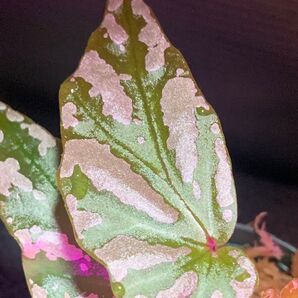 Begonia sp.雪の宿◯ベゴニア sp.雪の宿【LA便】増殖株