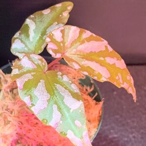 Begonia sp.雪の宿◯ベゴニア sp.雪の宿【LA便】増殖株