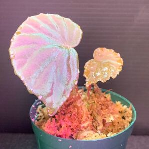 Begonia sp.Sarawak "白玉"◯ベゴニア sp.サラワク白玉タイプ