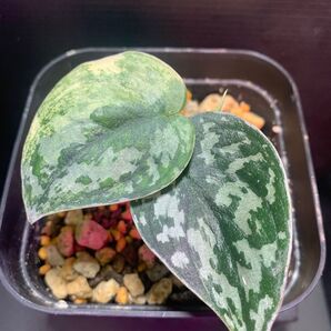 ScindapsusPictusvariegata“Mayari“◯スキンダプサス マヤリ