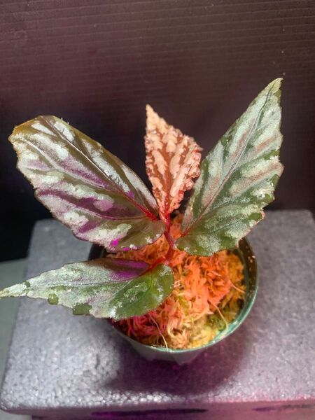木立性◯Begonia sp.Sarawak◯ベゴニアsp.サラワク
