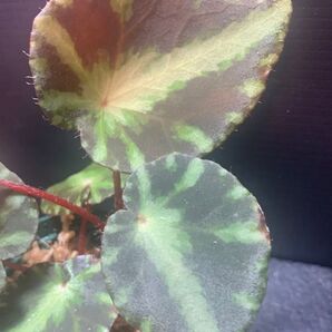 Begonia cleopatrae◯ベゴニア クレオパトラエ