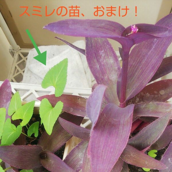 ムラサキゴテン 紫御殿 パープルハート マゼンタ ピンクの花が咲きます 花 ガーデニング 根付き 2 株 スミレ苗、おまけ!