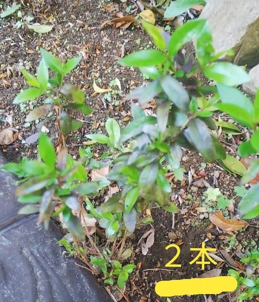 5/13まで ギンバイカ 銀梅花 ハーブ マートル 花は梅に似てます!葉はハーブの香 苗 樹木 花木 高さ約15 -20cm 2本
