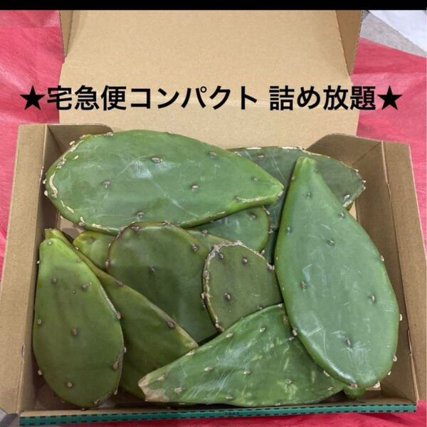 ウチワサボテン カット苗 色々サイズ 宅急便コンパクト詰め放題